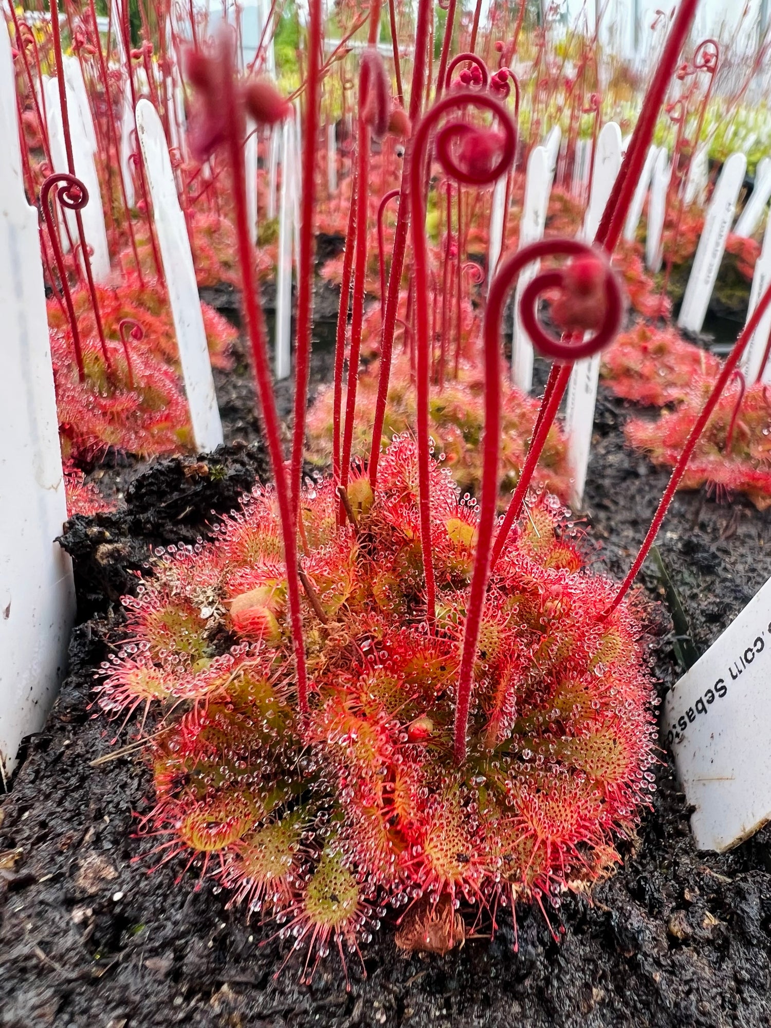 Drosera tokaiensis Potted