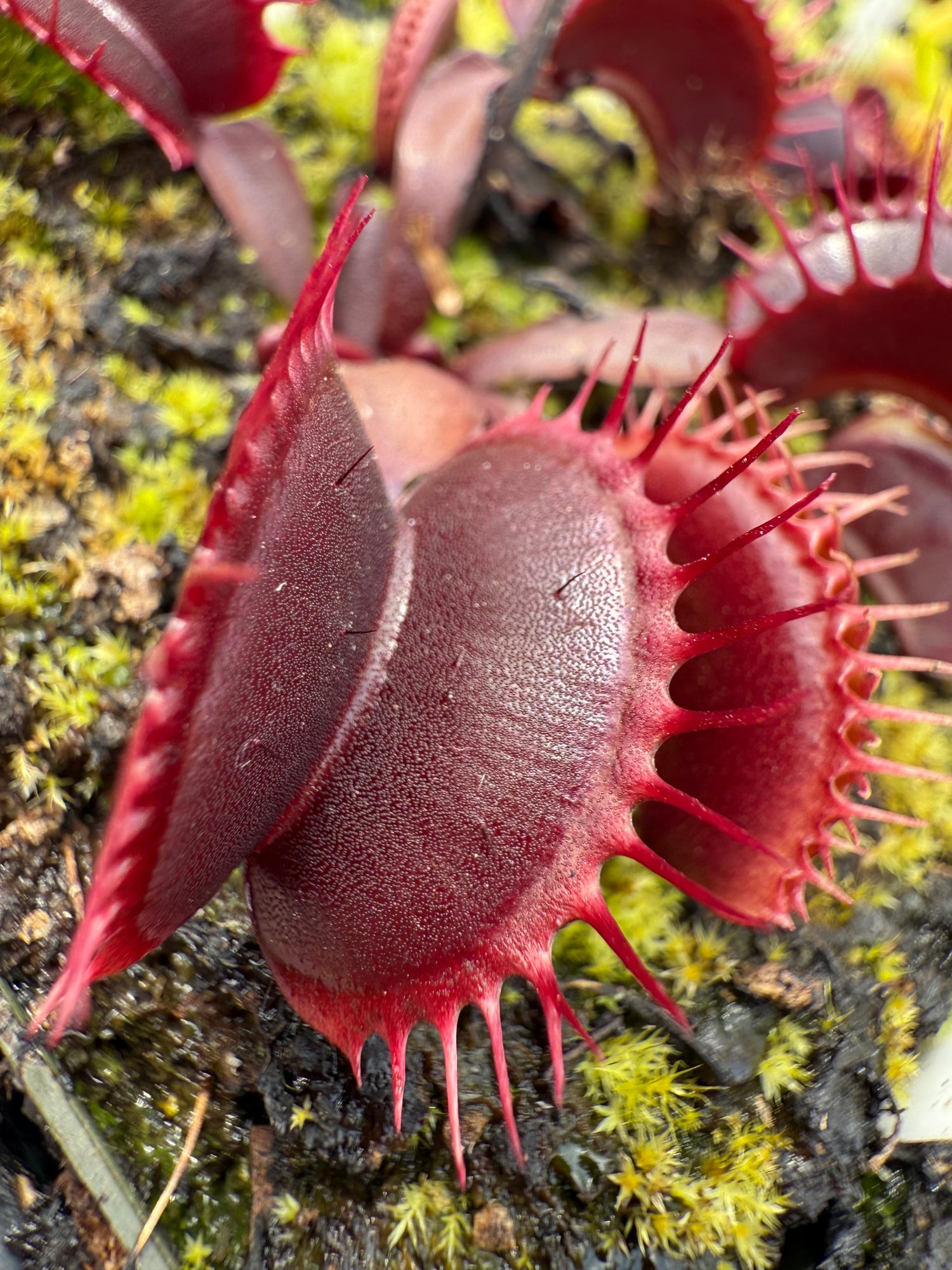 Dionaea m. 'Pink Venus' Potted