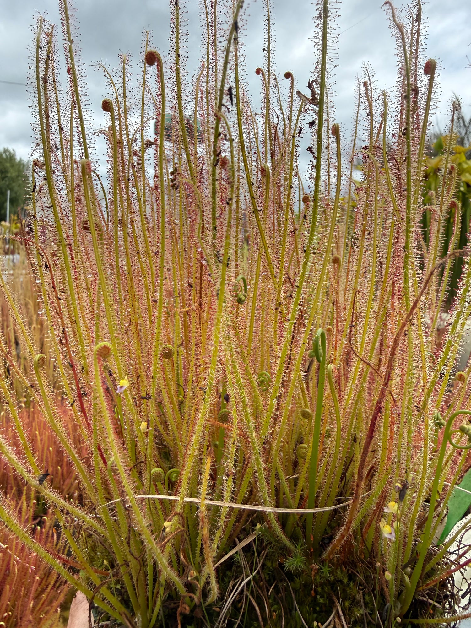 Drosera x 'Portland Sunrise' Potted