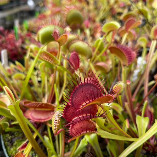 Dionaea 90s clone venus flytrap