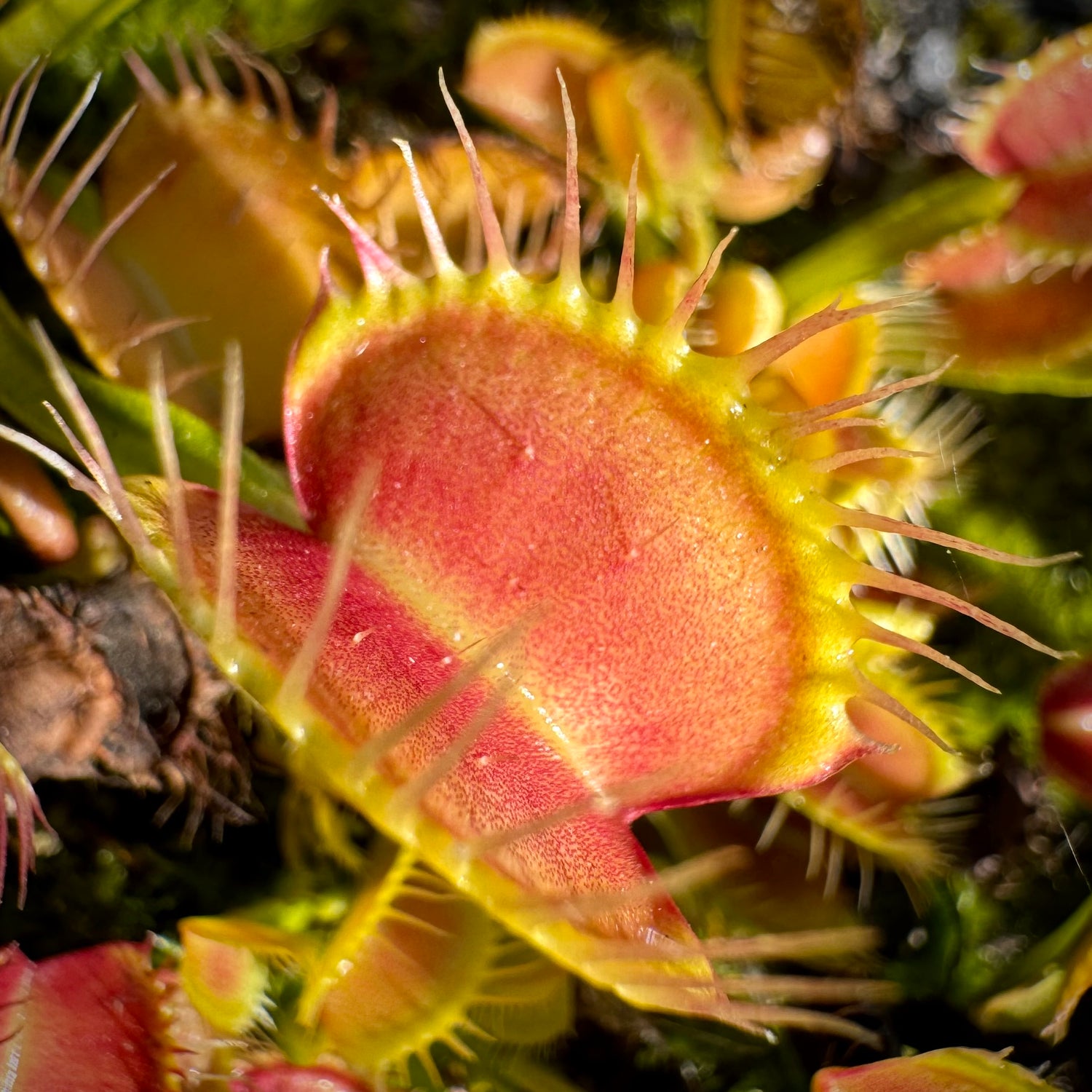 Dionaea m. 'Long Red Fingers' Potted