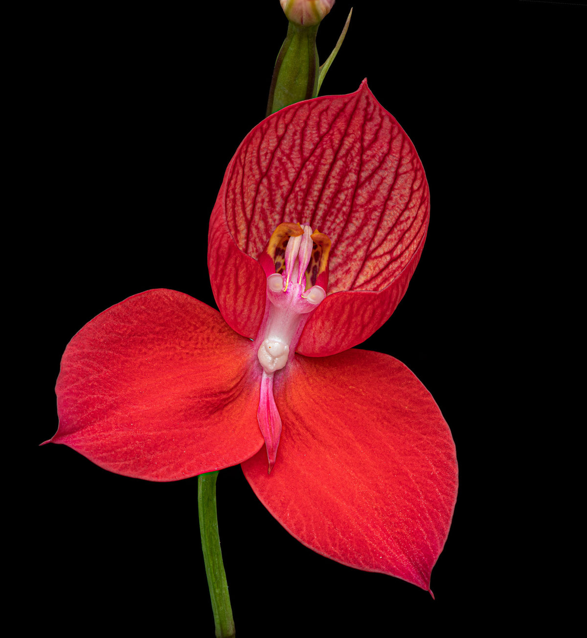Disa Lilian Rose x Disa uniflora Potted