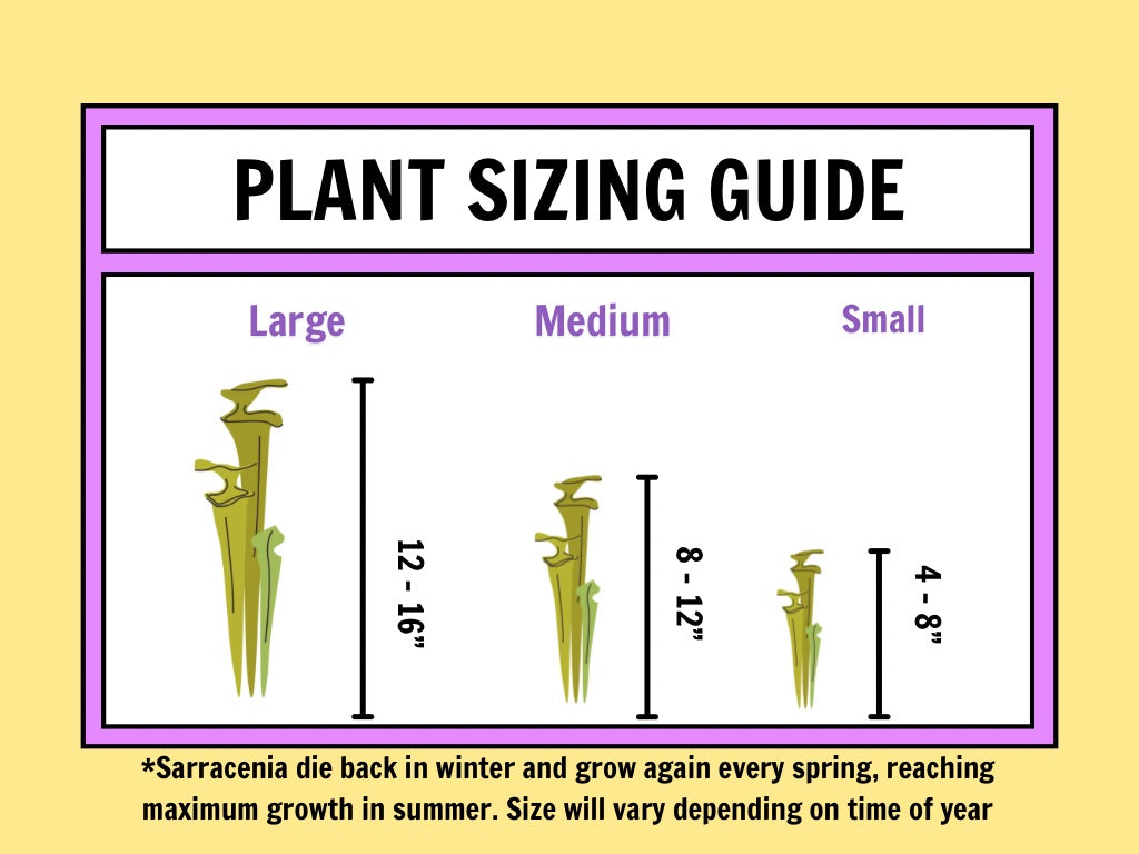 Sarracenia alata Potted