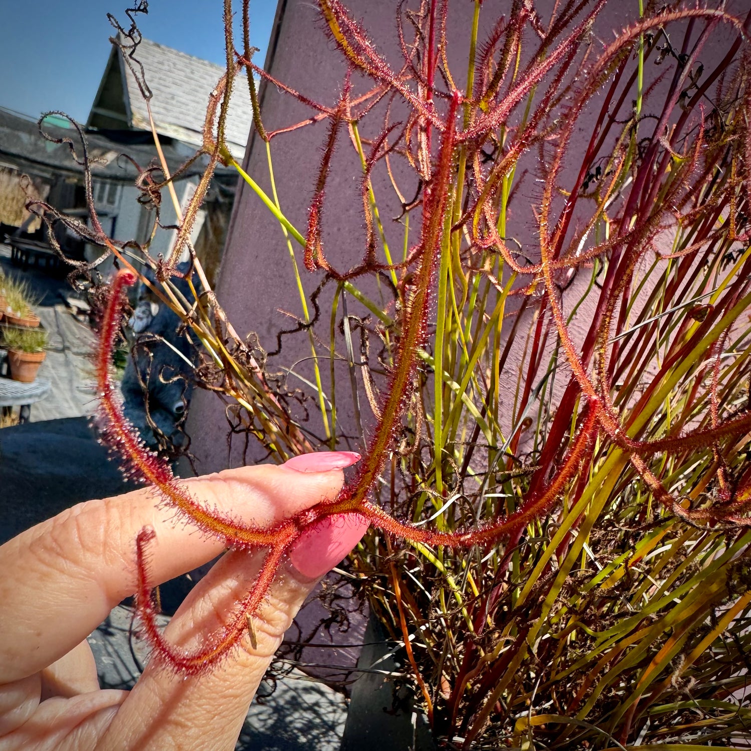Drosera binata “Otaki Forks, NZ” Potted