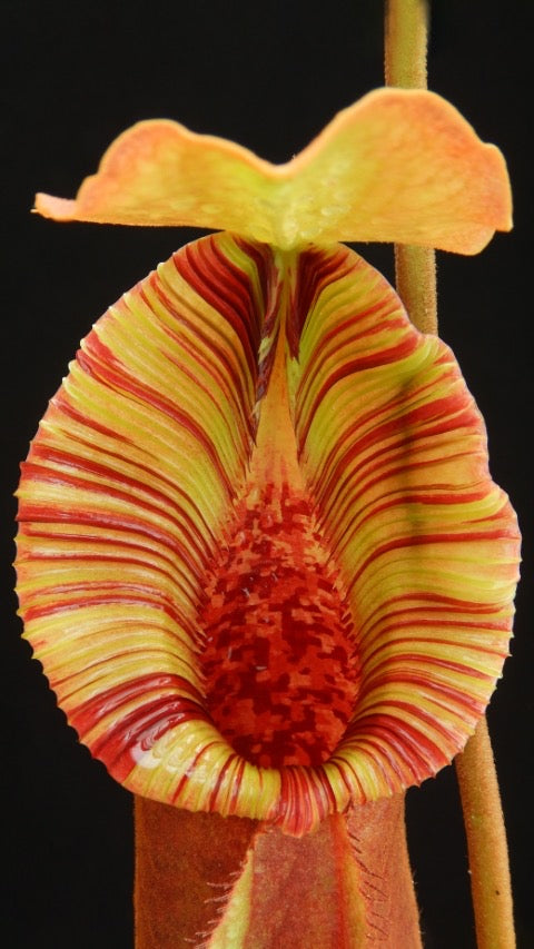 Nepenthes ( x trusmadiensis) x robcantleyi Potted