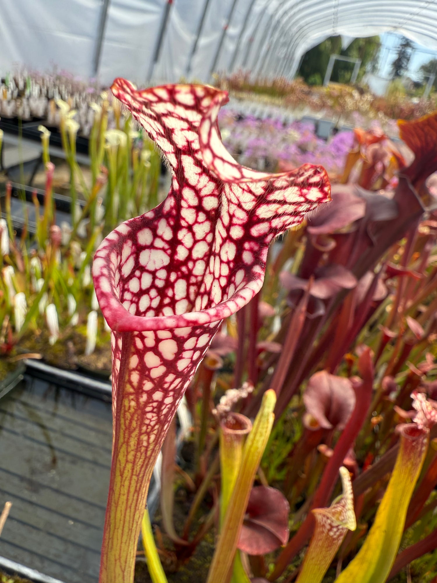 Sarracenia leucophylla "Santa Rosa, Co, FL" Select Clone DGL5 Potted