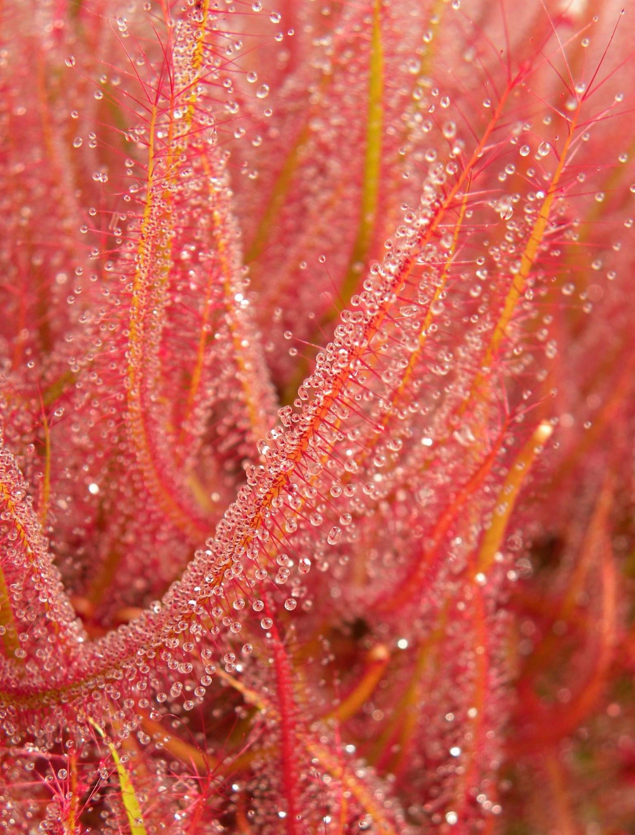 Drosera binata “Angelsea, Victoria, AU” Potted