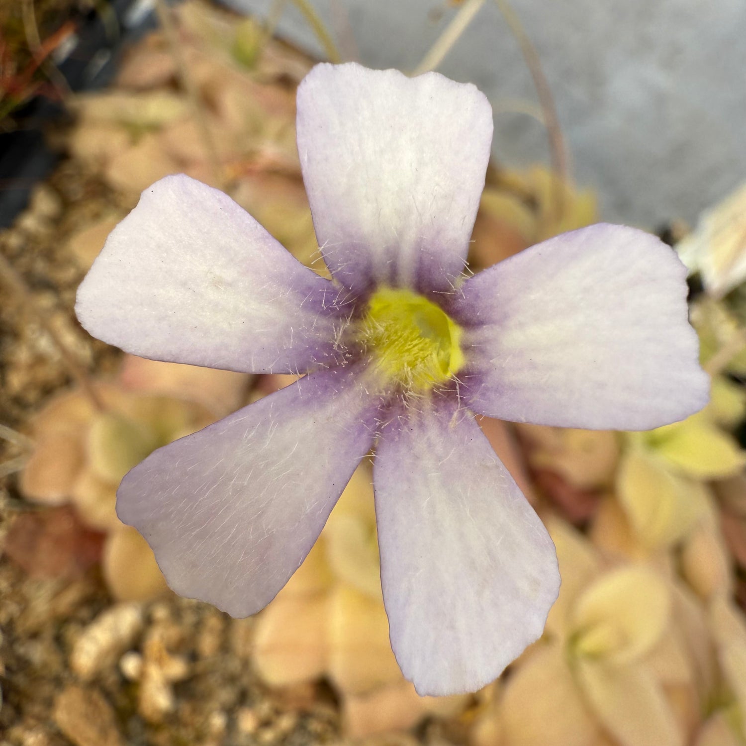 Pinguicula ibarre x gigantea BARE ROOT