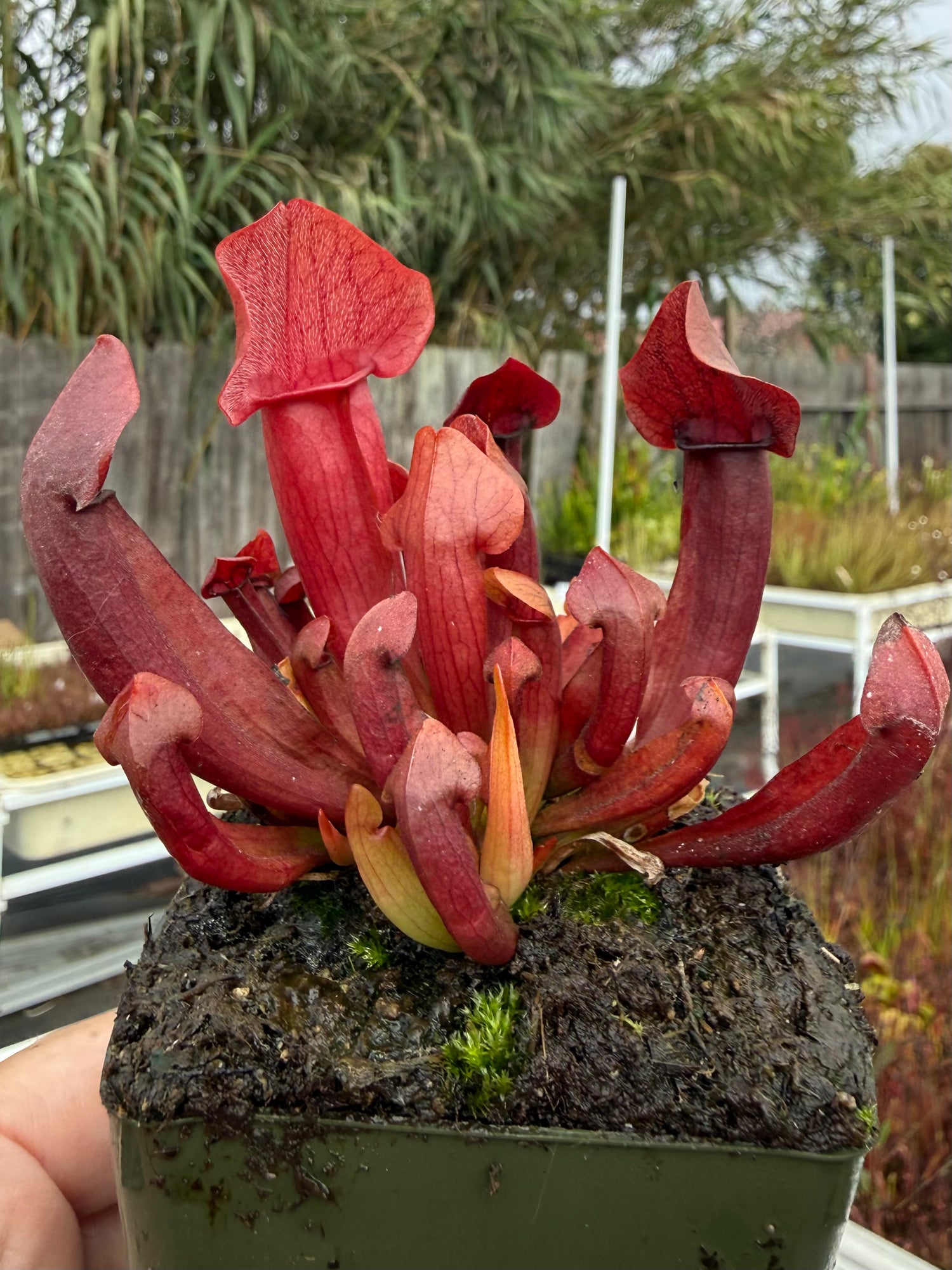Sarracenia x ‘Maroon’ Potted