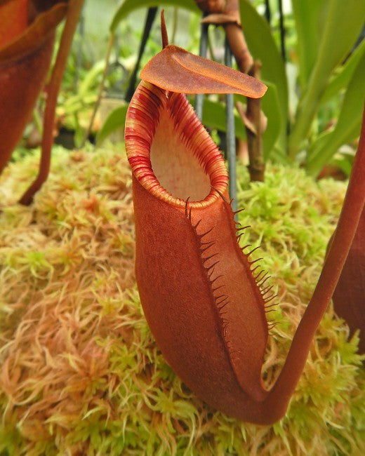 Nepenthes diatas “Gng Masurai” Potted