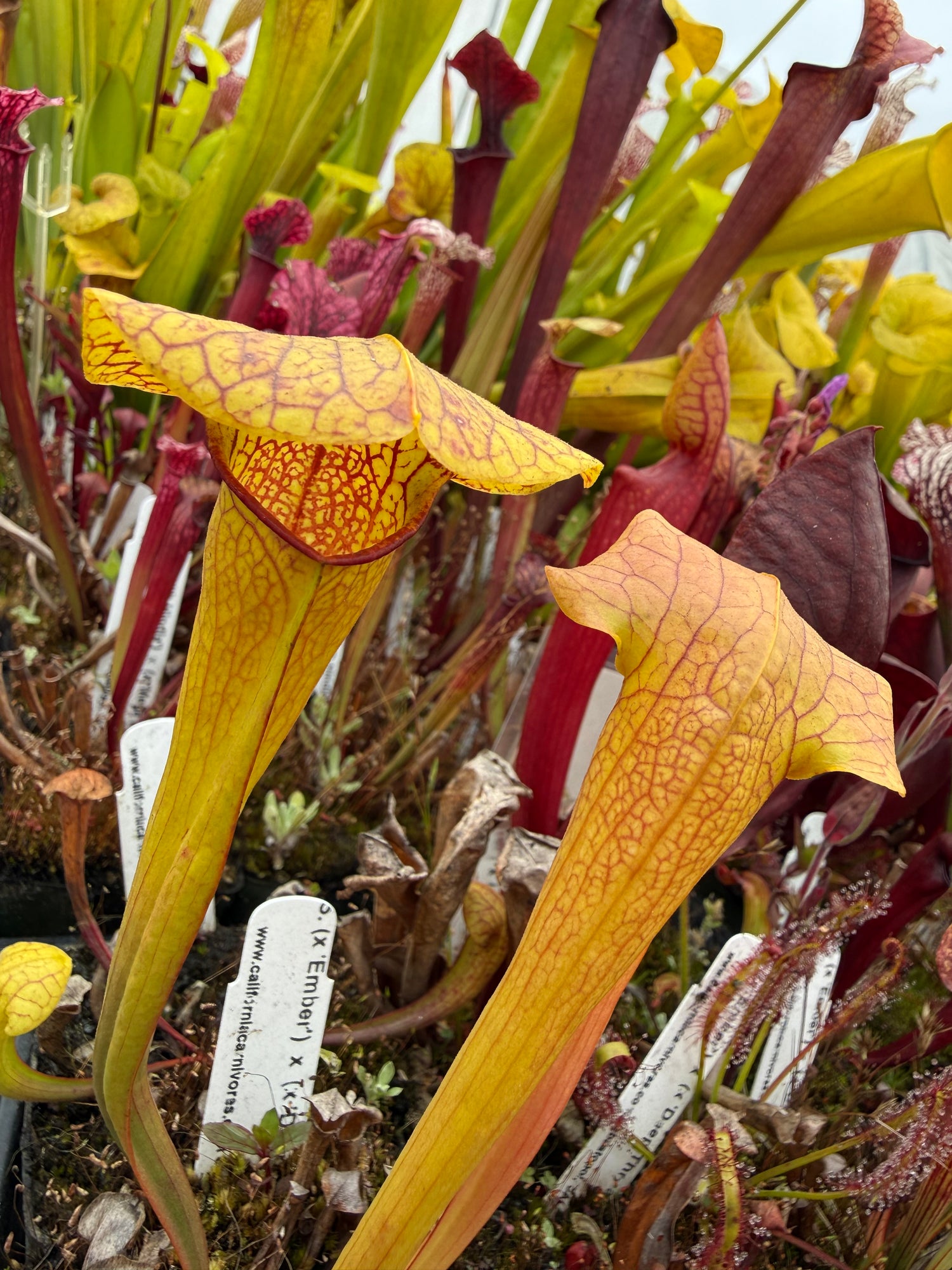 Sarracenia ( ‘Ember’ ) x ( x ‘Deep Throat’ ) Potted