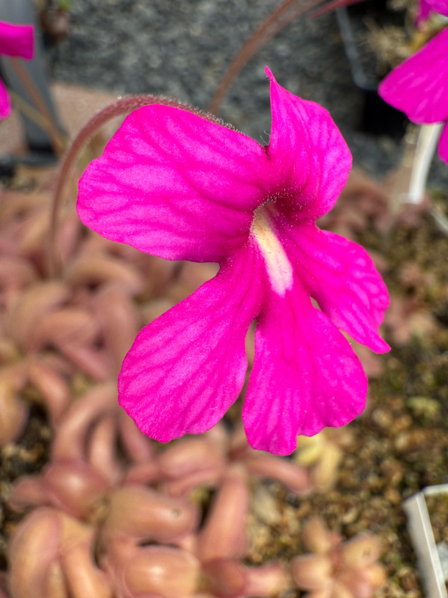 Pinguicula x “Antares” BARE ROOT