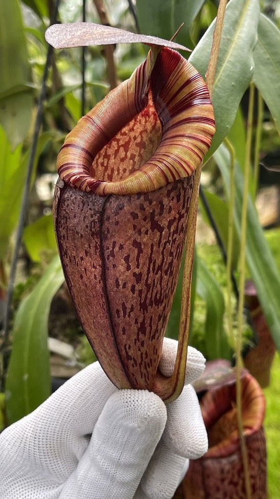 Nepenthes spectabilis x tenuis Potted