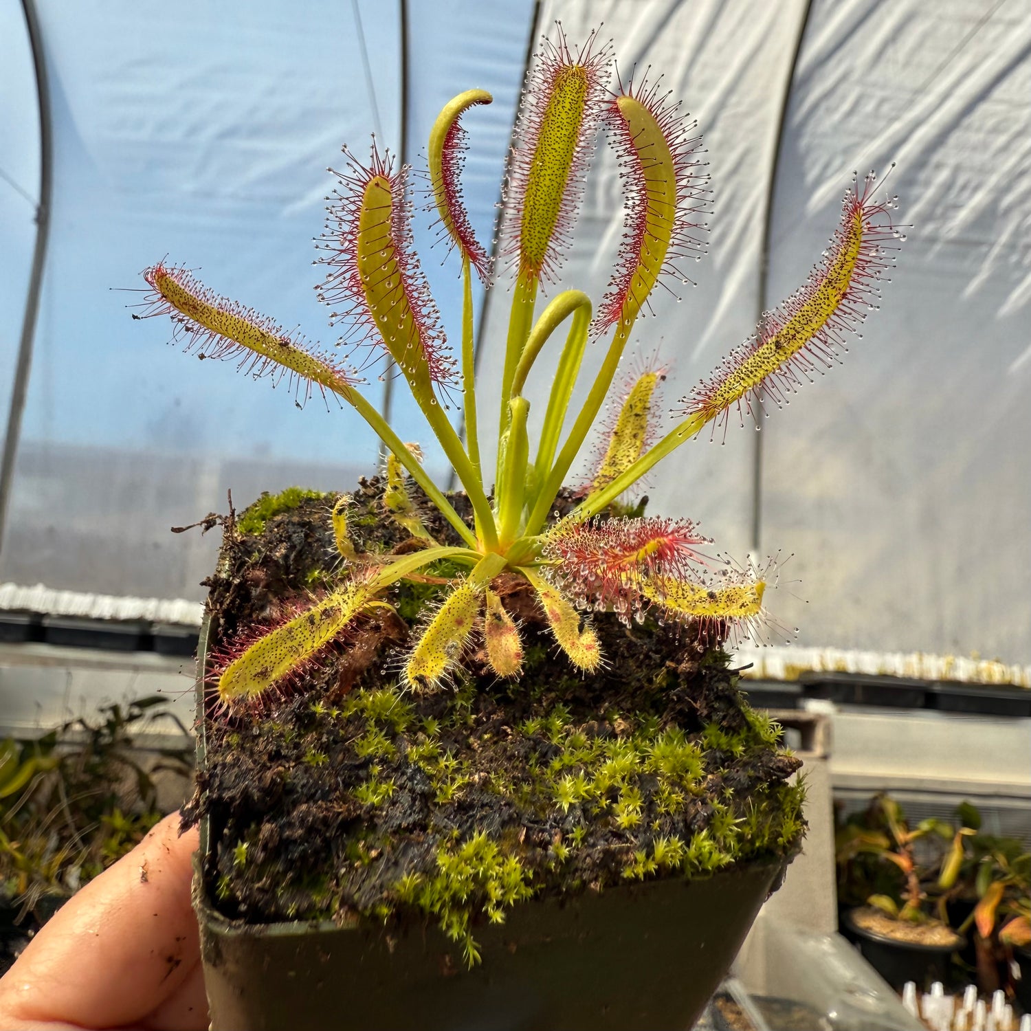 Drosera x ‘Intruder’ Potted