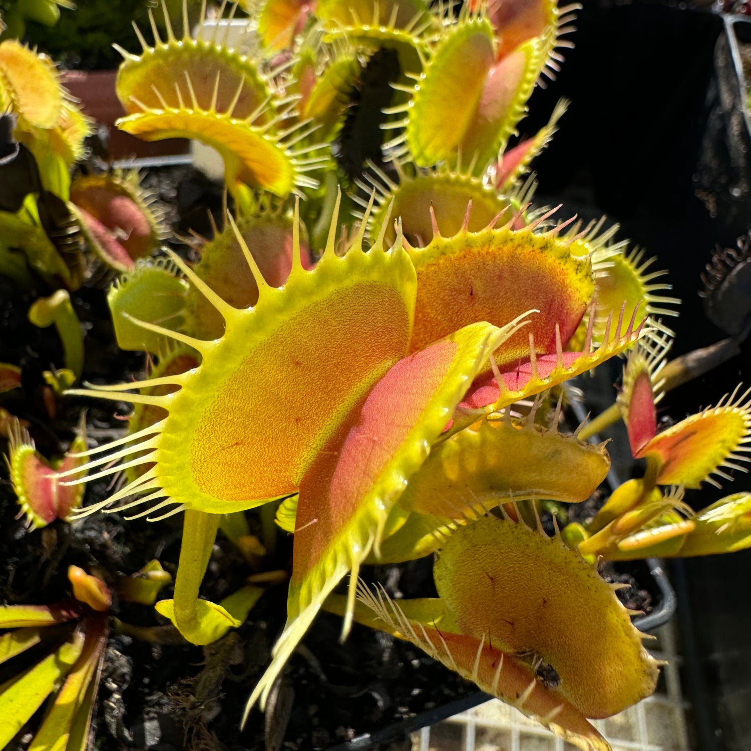 Dionaea m. “GJ Giant Form” Potted