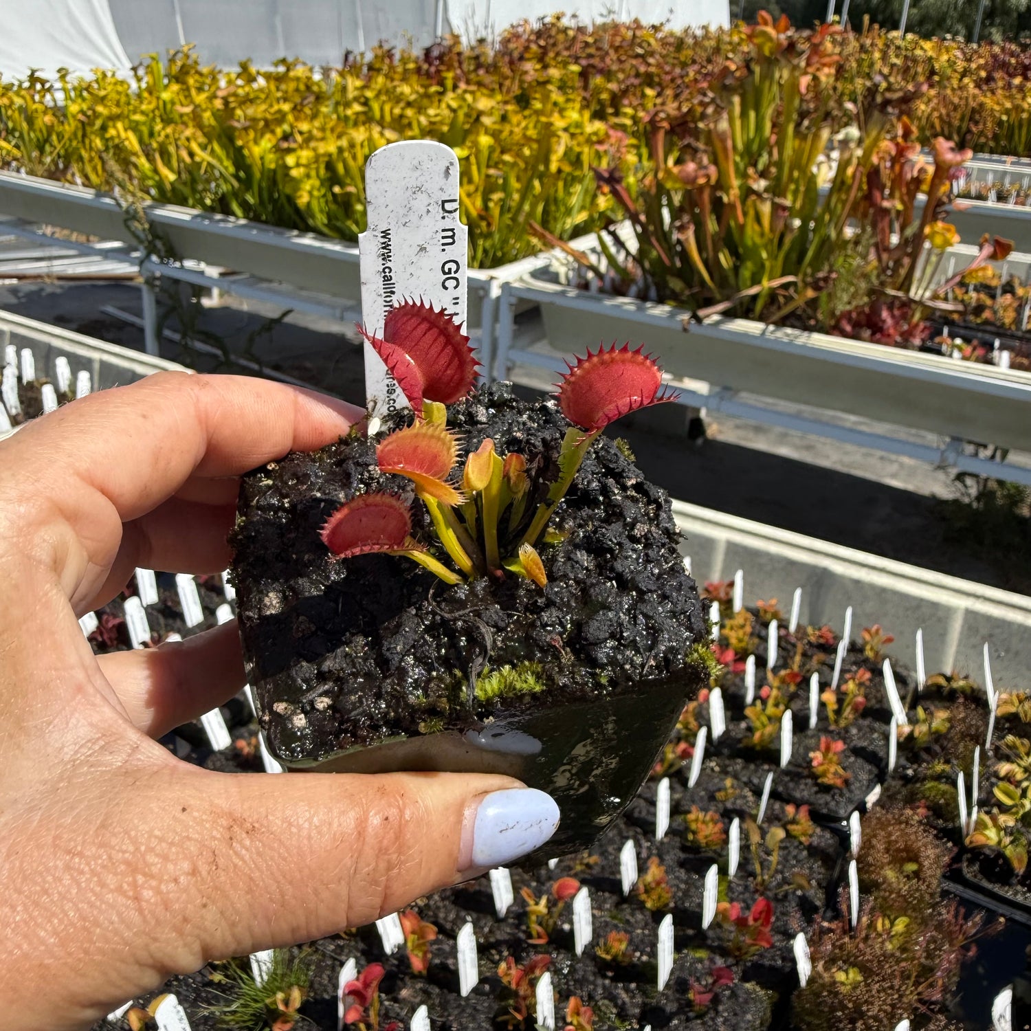 Dionaea m. "GC Jaws" Potted