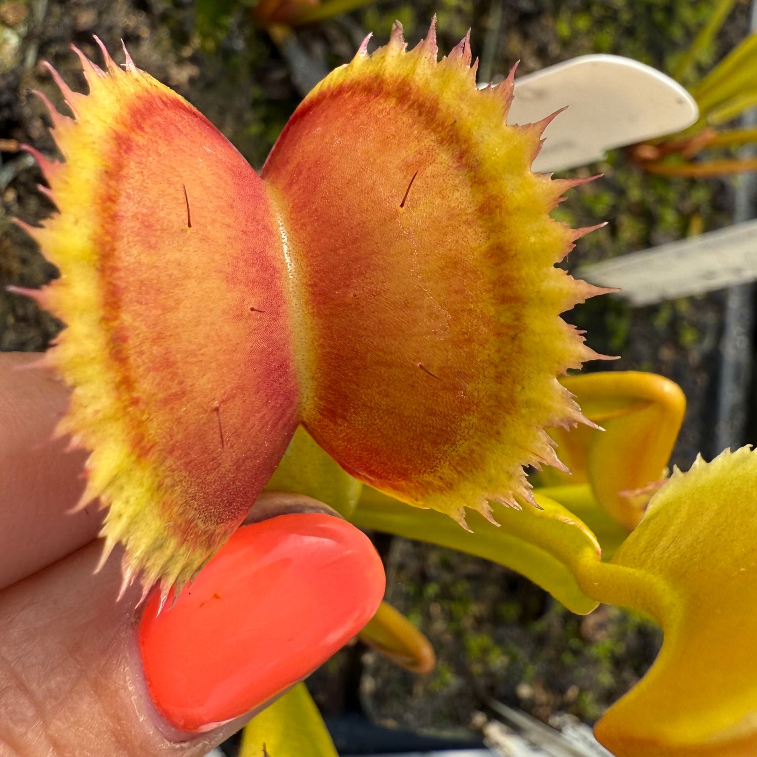 Dionaea m. 'Dentata A’ JH Potted