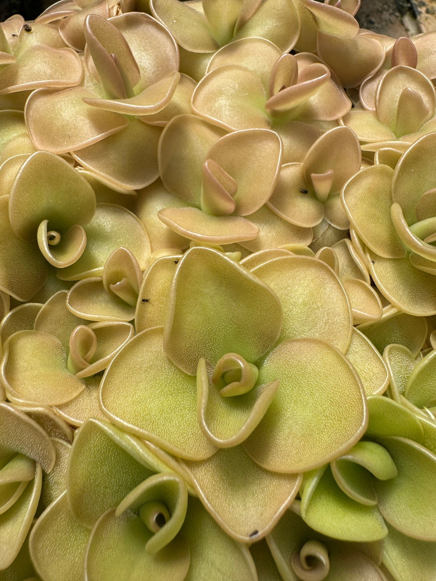 Pinguicula x 'Weser' BARE ROOT
