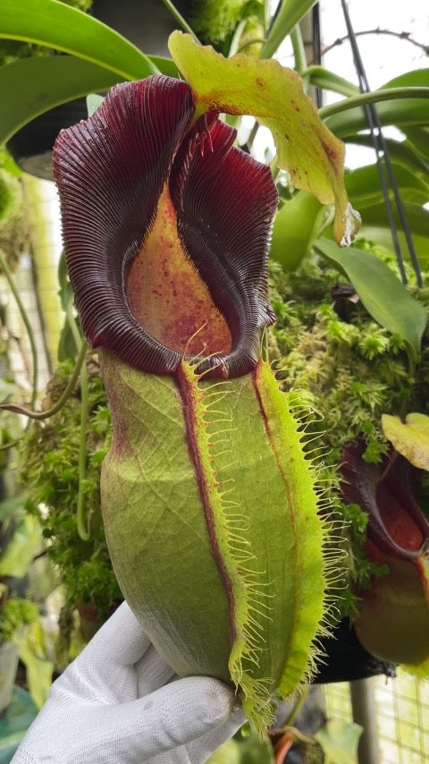 Nepenthes spathulata “Best Clone” Potted