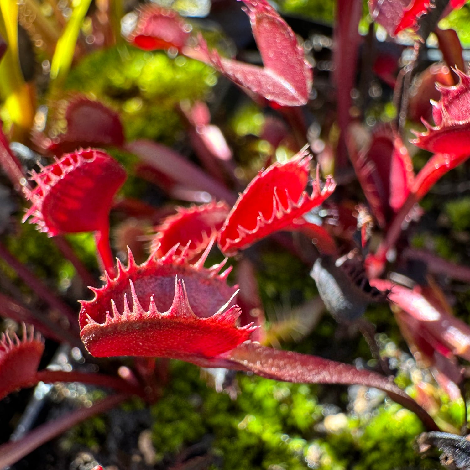 Dionaea m. “All Red Fused Tooth” Potted