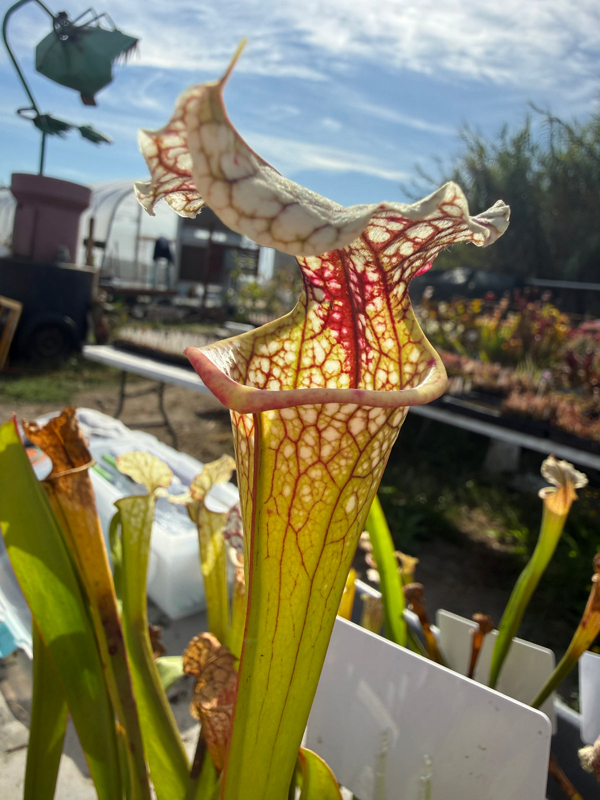 Sarracenia ( x moorei ‘Atlas 5’ ) x ( x moorei ‘A Porais’ ) Potted