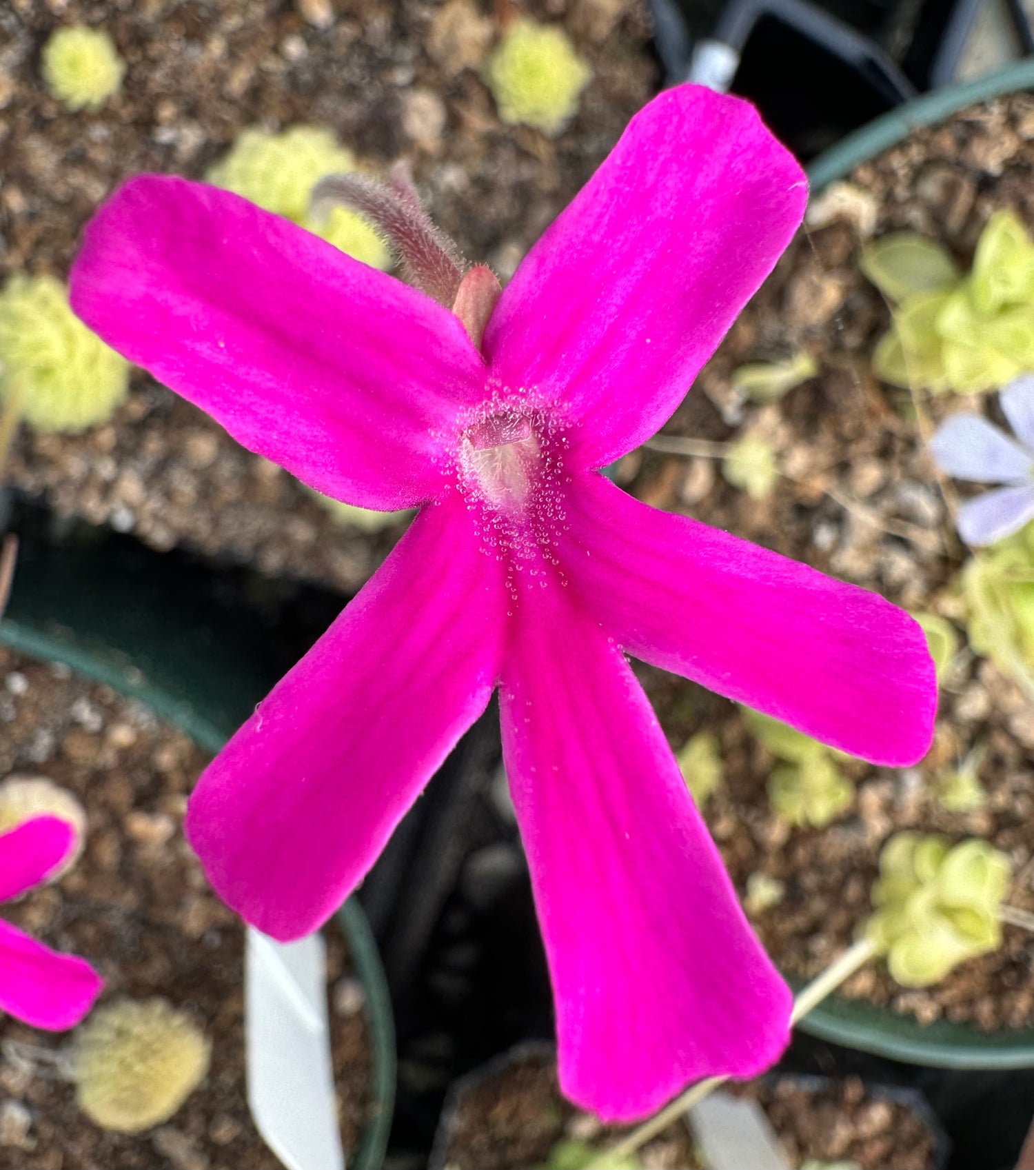 Pinguicula x ”Marilyn Monroe” BARE ROOT