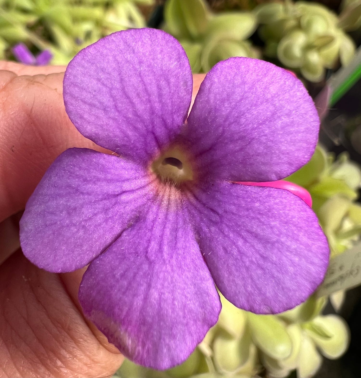 Pinguicula cyclosecta x gigantea BARE ROOT