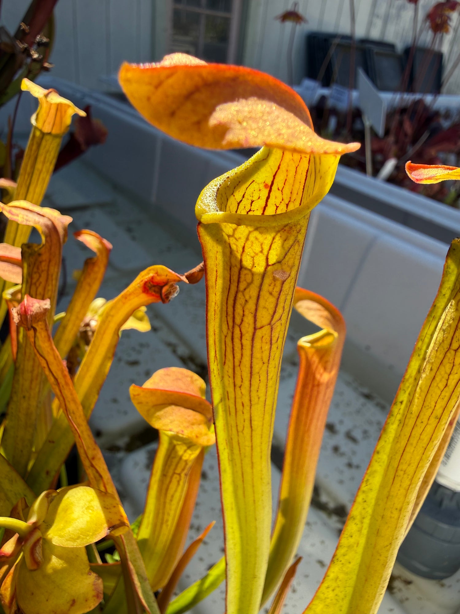 Sarracenia rubra ssp wherryi "Washington Co, Alabama" Potted