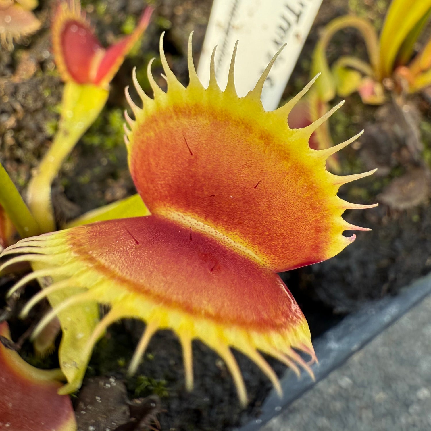 Dionaea m. ‘Trev’s Supernova' JH Potted