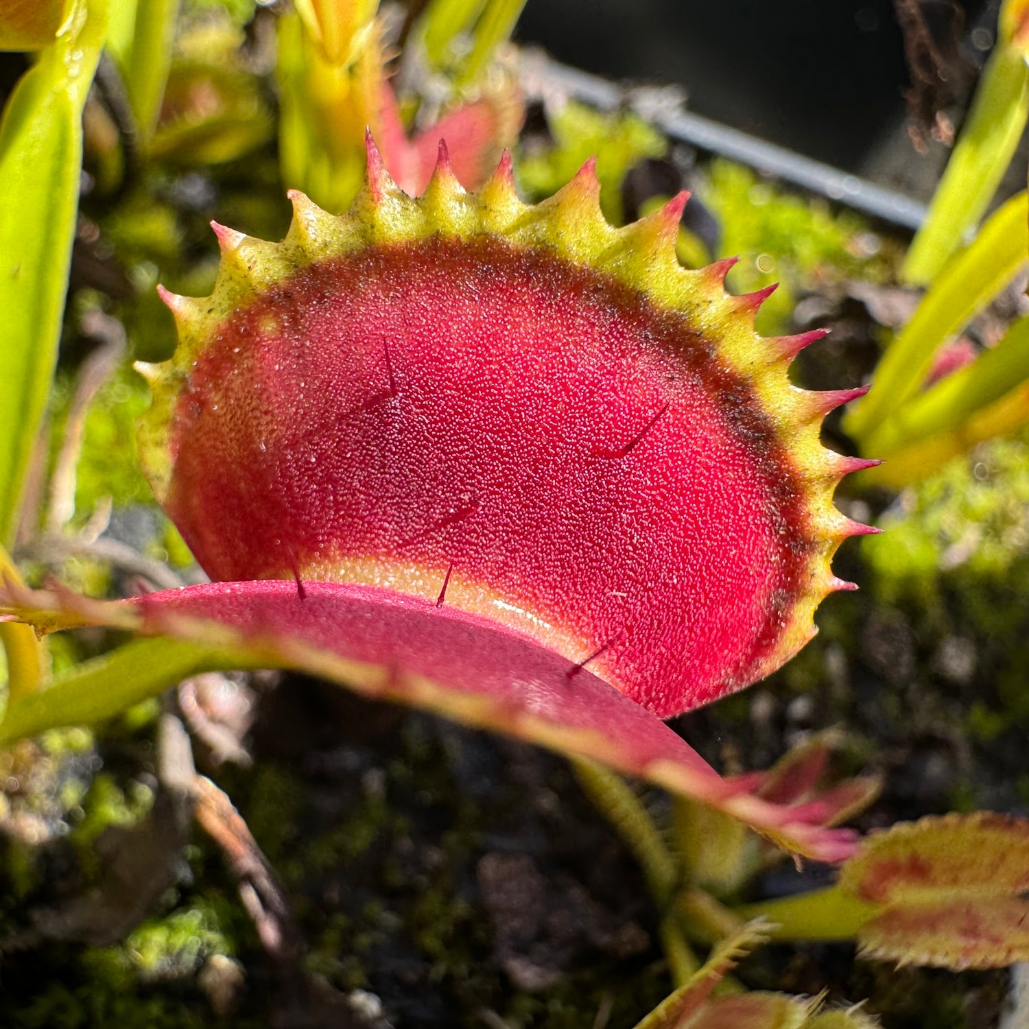 Dionaea m. 'Shogun Star' JH Potted