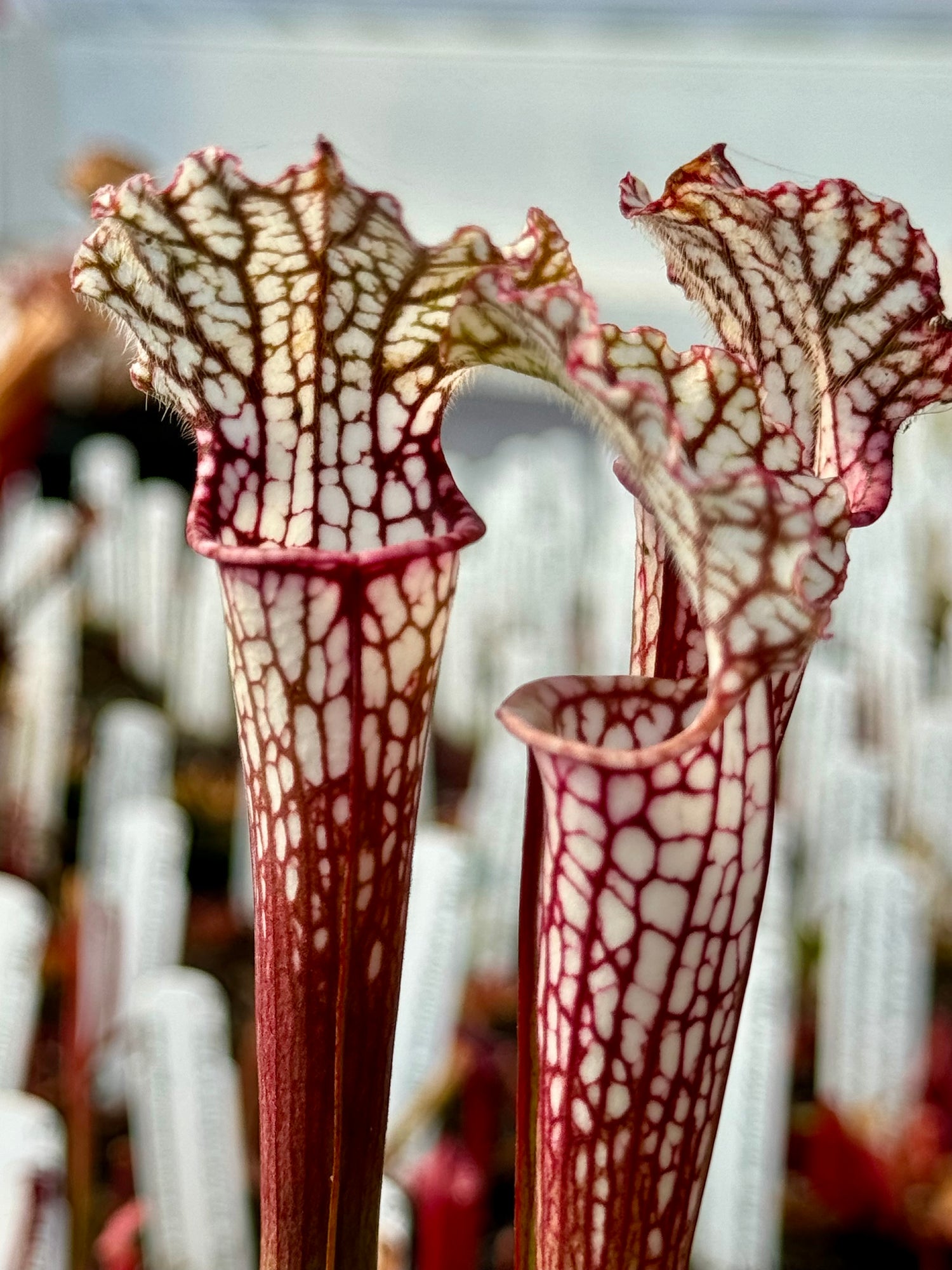 Sarracenia leucophylla "Washington Co, Long Lid" x leucophylla “CK Giant Red MKL18 selfed” Potted