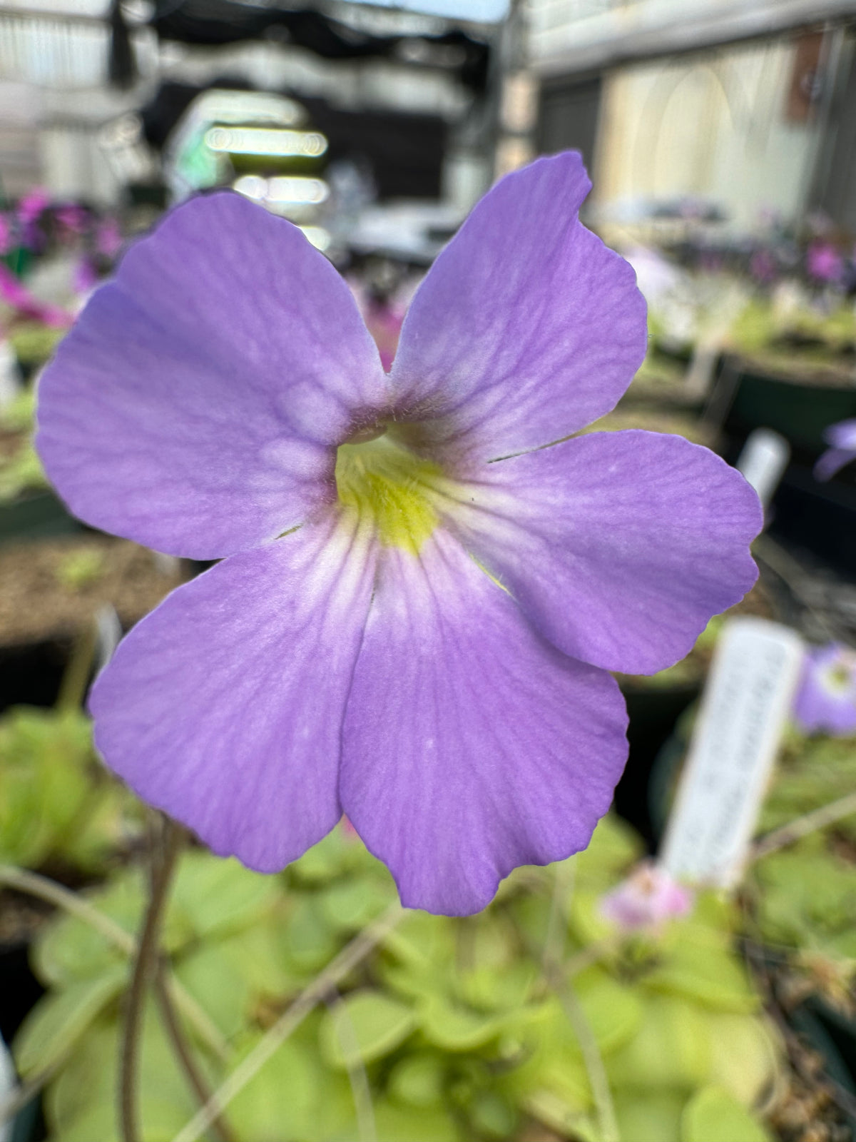 Pinguicula x “Primrose Path” BARE ROOT