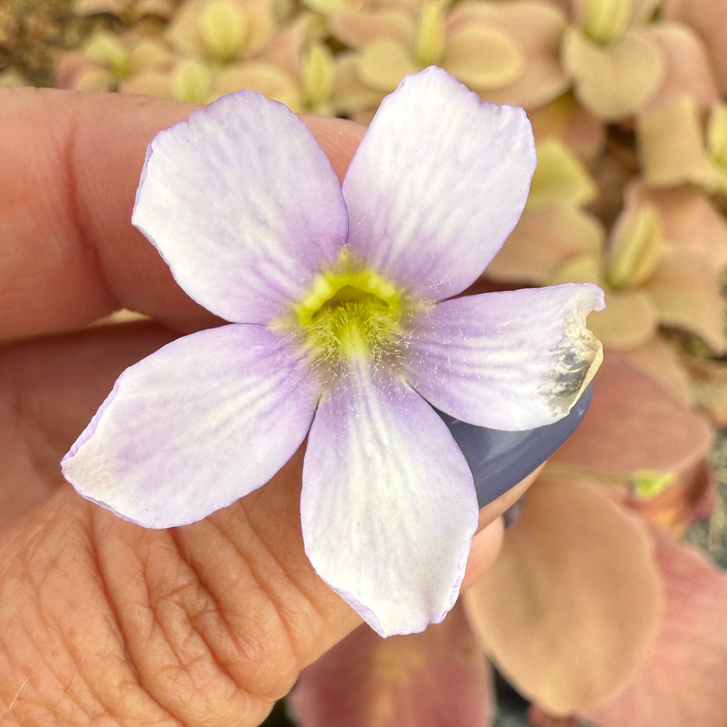 Pinguicula agnata x zamudioana BARE ROOT