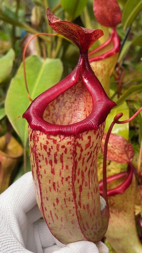 Nepenthes x ‘Mimi’ Potted