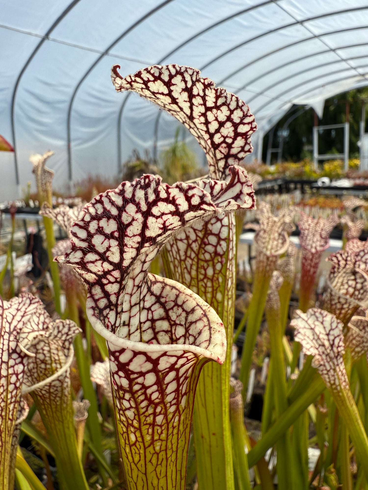 Sarracenia leucophylla "Last Site, Sumter Co, GA" Clone D Potted
