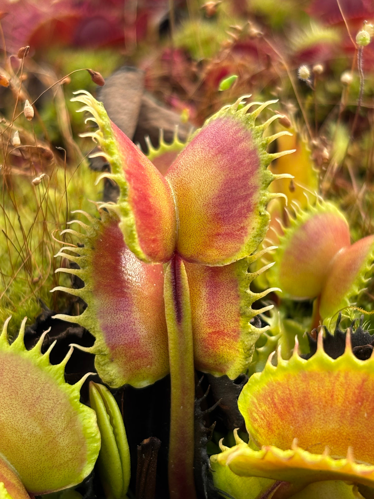 Dionaea m. “Queen of the Damned” Potted