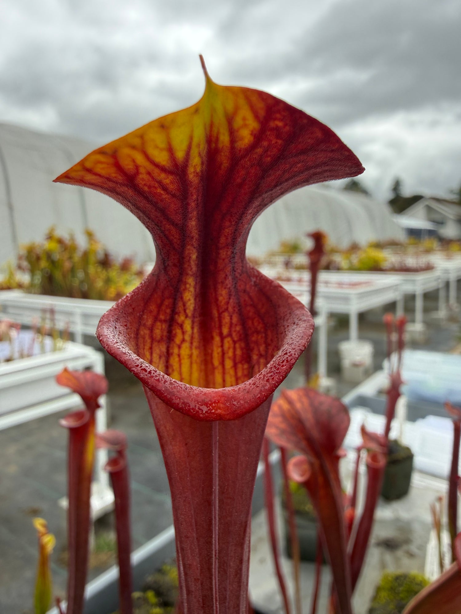 Sarracenia flava var rubricorpora x ( ‘Royal Ruby’ ) RC Potted