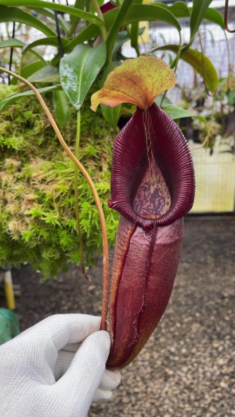 Nepenthes singalana x ovata Potted