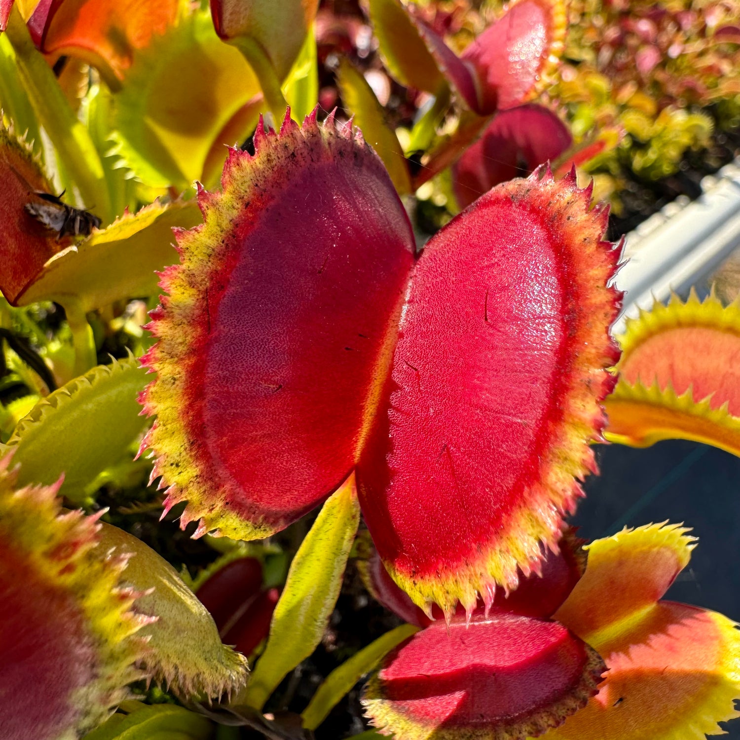 Dionaea m. "003 Carniplants" Potted