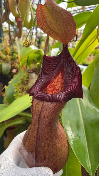 Nepenthes ventricosa x robcantleyi Potted