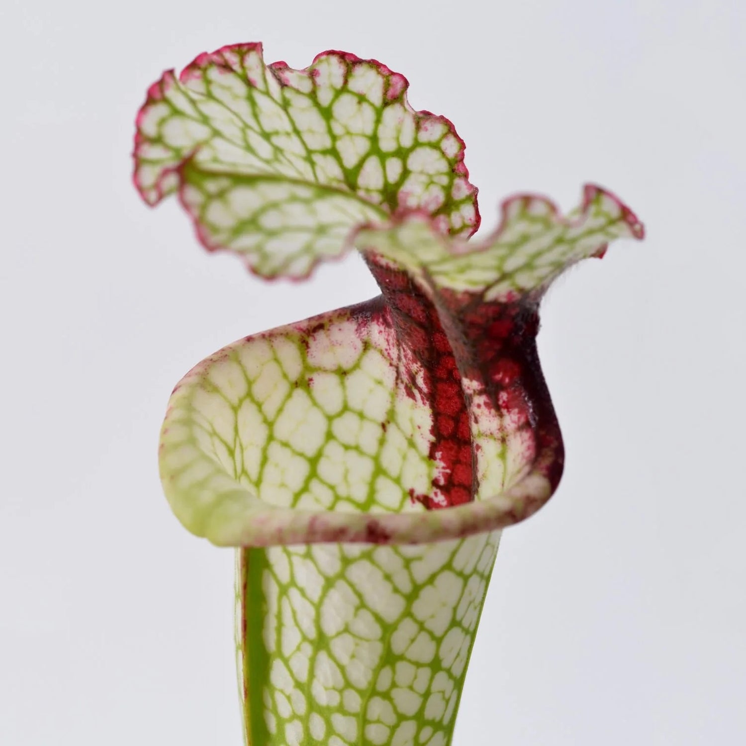 Sarracenia x “Painted Black” Potted