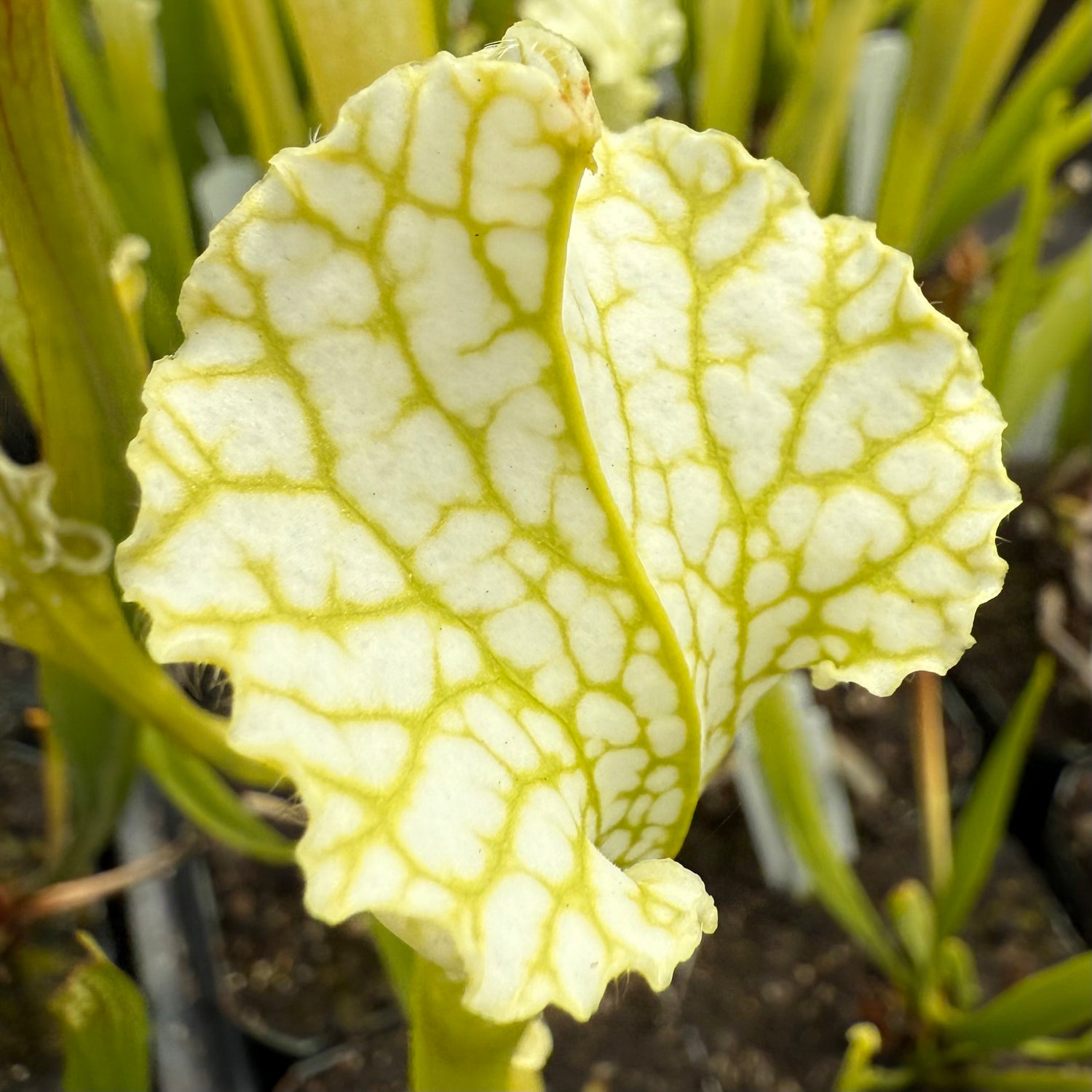 Sarracenia leucophylla anthocyanin-free “from Bob Scholl” DG Potted