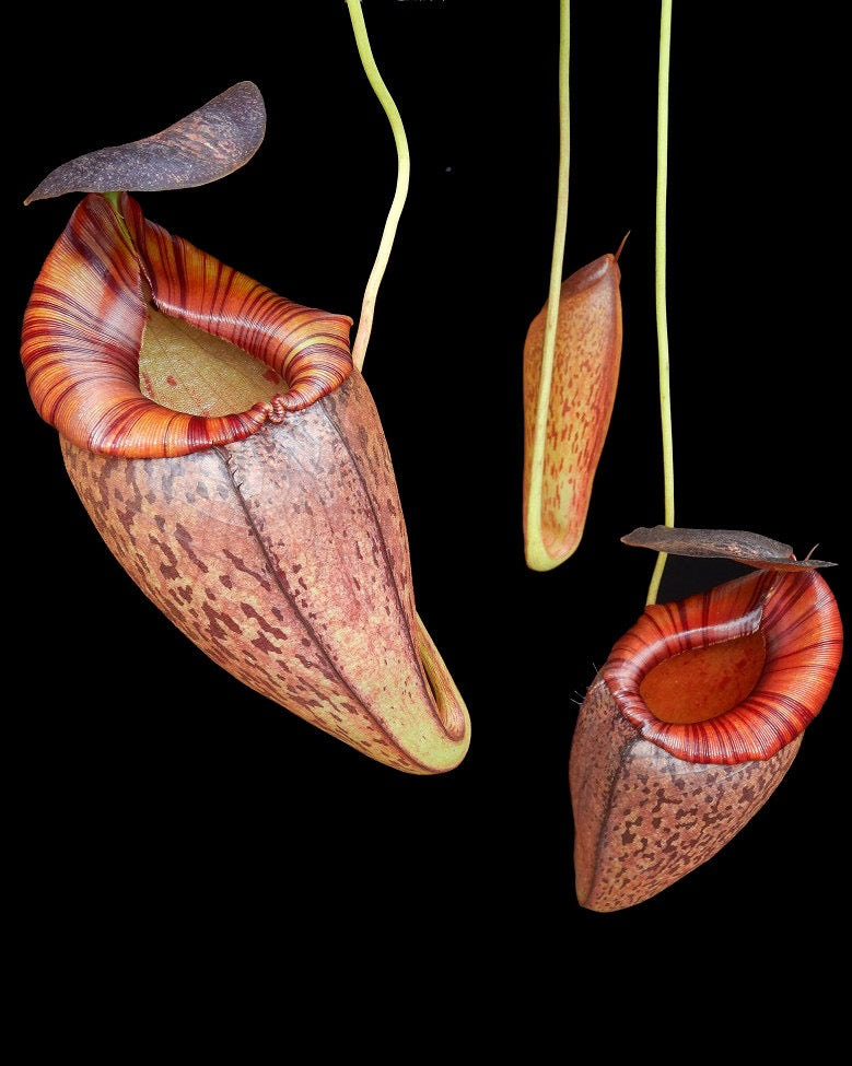 Nepenthes spectabilis x tenuis Potted