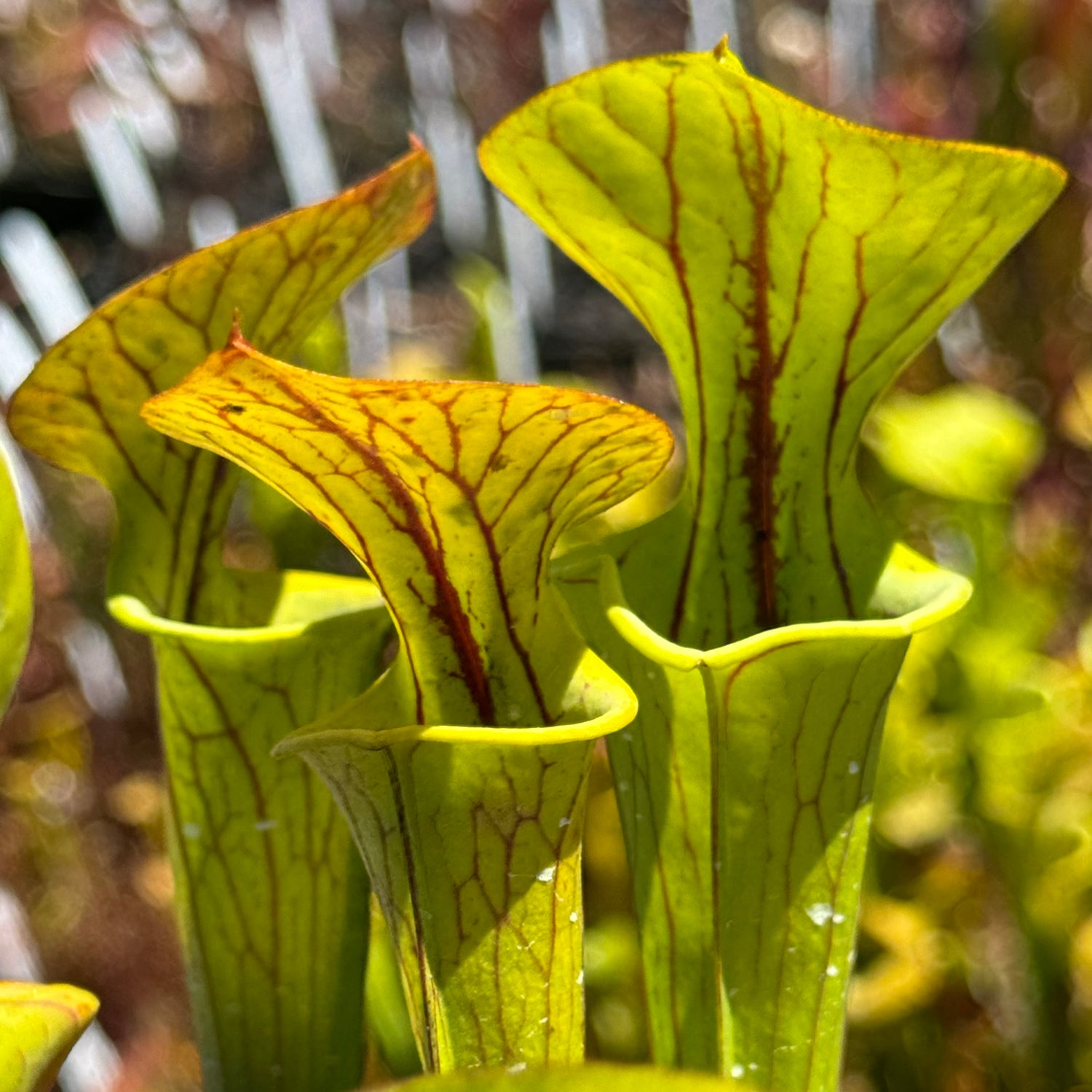 Sarracenia flava “Waccamaw Mix” Potted