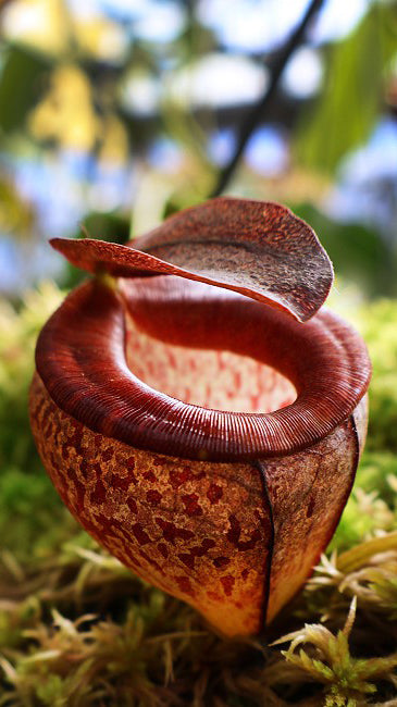 Nepenthes tenuis Potted