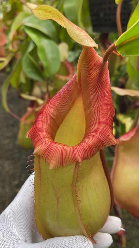 Nepenthes veitchii x ventricosa BE-4674
