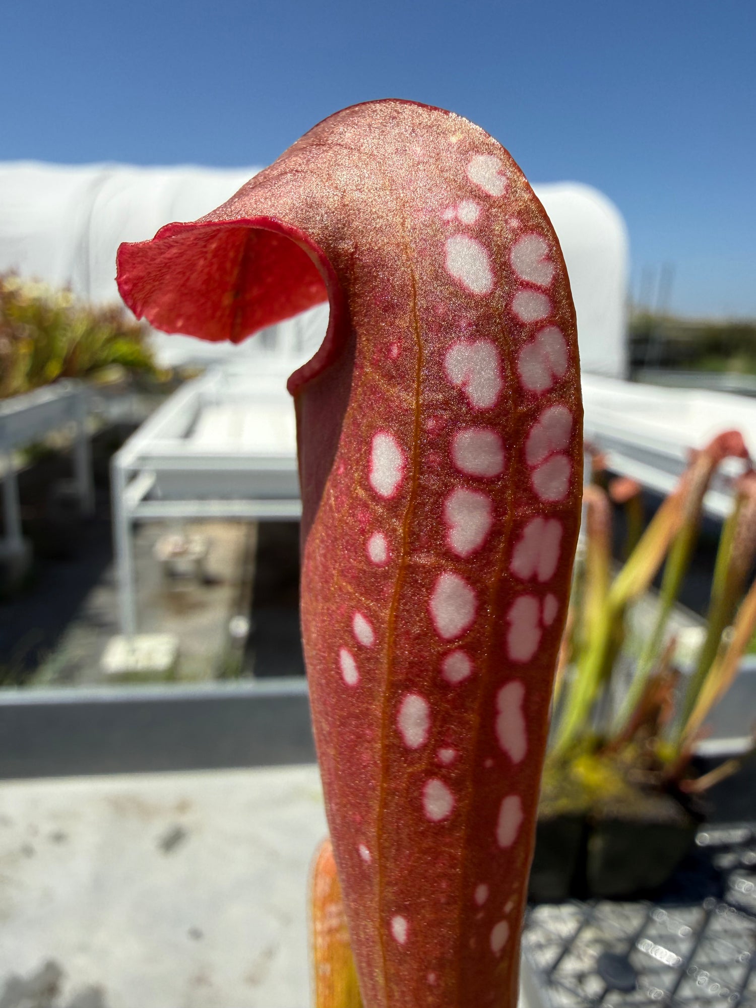 Sarracenia minor ‘Okee Giant’ x ( x ‘Green Monster’ ) Clone 3 RC Potted