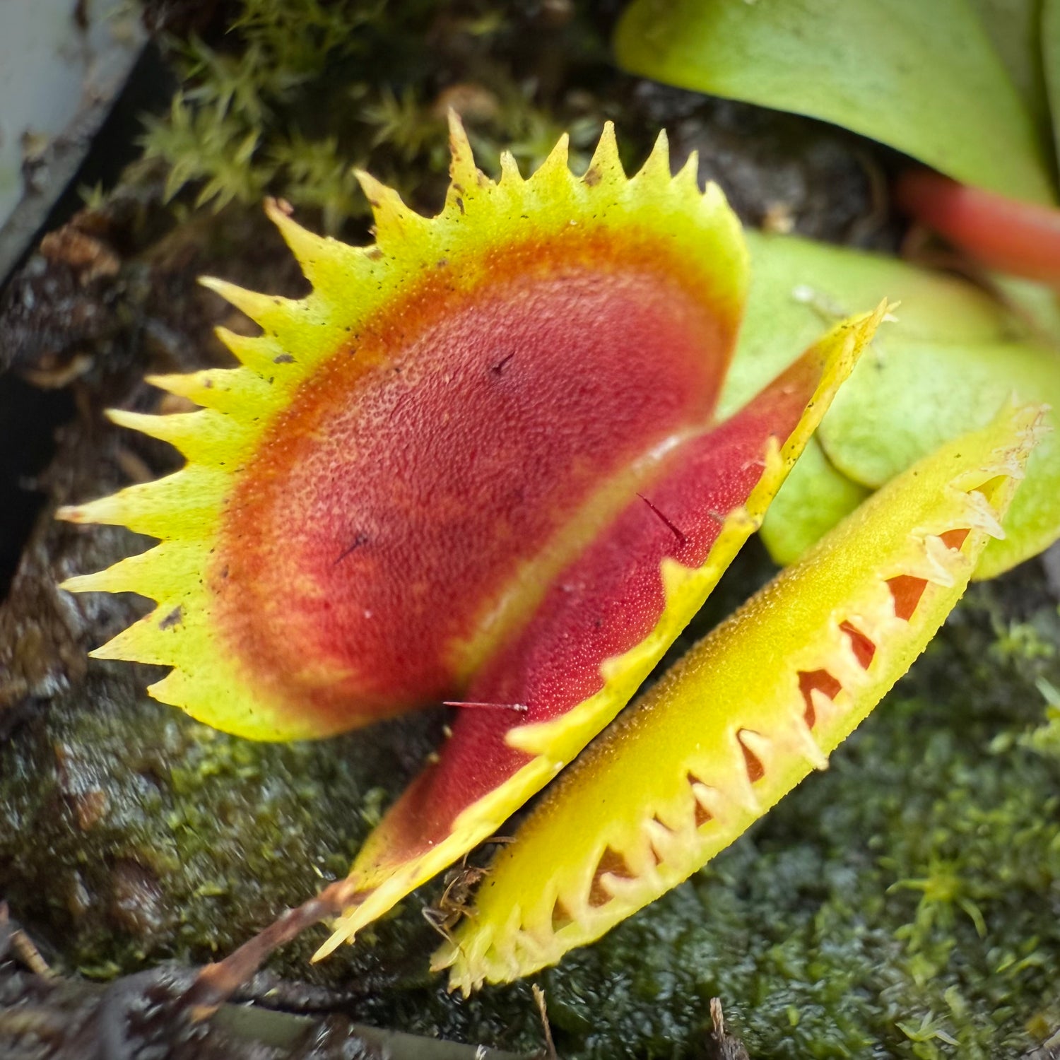 Dionaea m. ‘Alpenglow' Potted