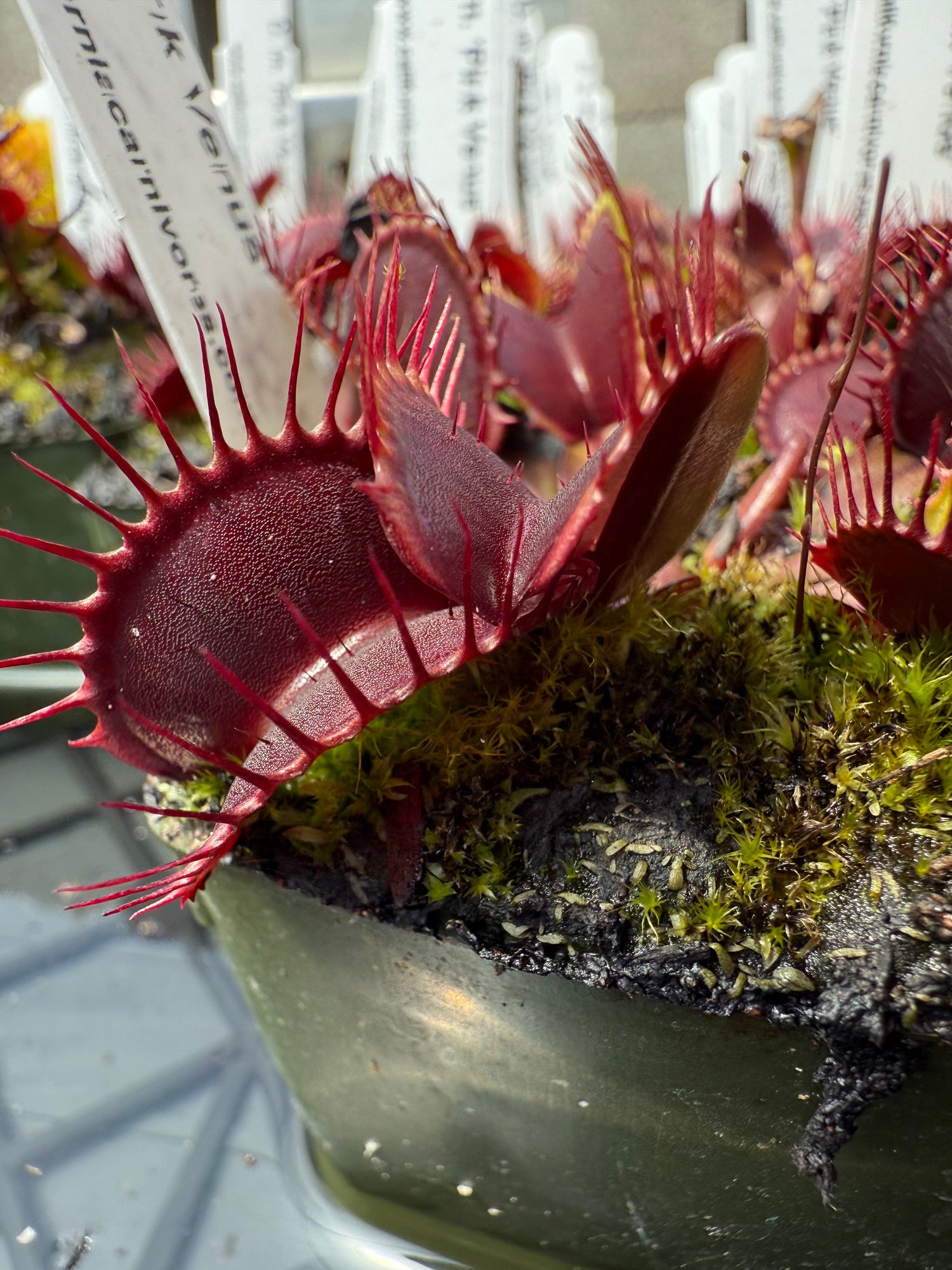 Dionaea m. 'Pink Venus' Potted