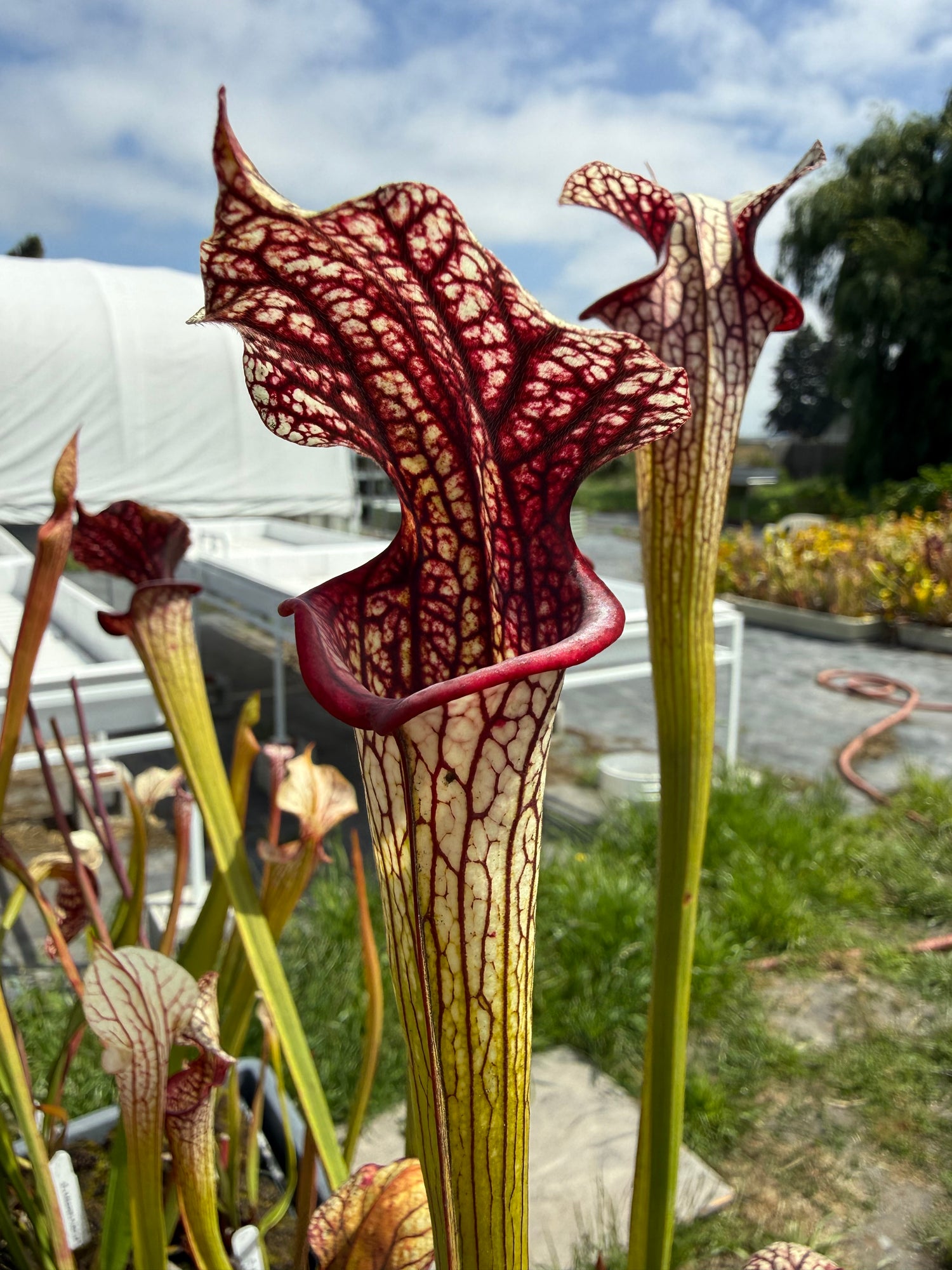 Sarracenia ( x moorei ) x ( x ‘Adrian Slack’ ) DG Potted